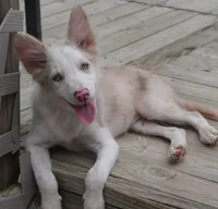 Trevor, a male Border Collie for sale in Douglass, KS – 1 of 9