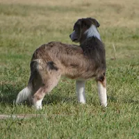 Titan, a male Border Collie for sale in Douglass, KS – 2 of 5