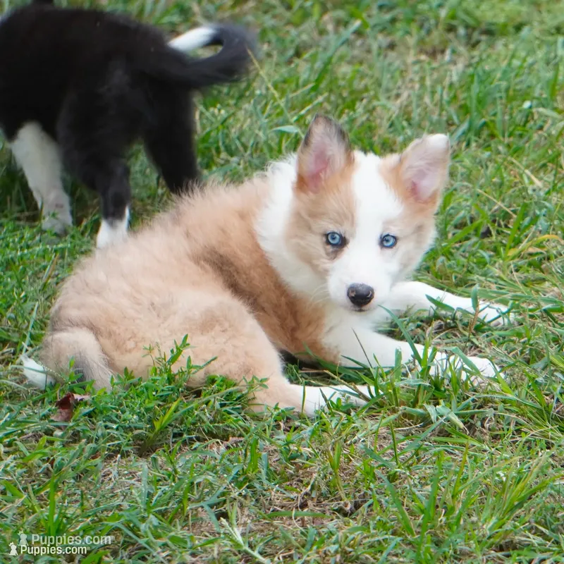 Icarus – Border Collie puppy for sale in Douglass, KS