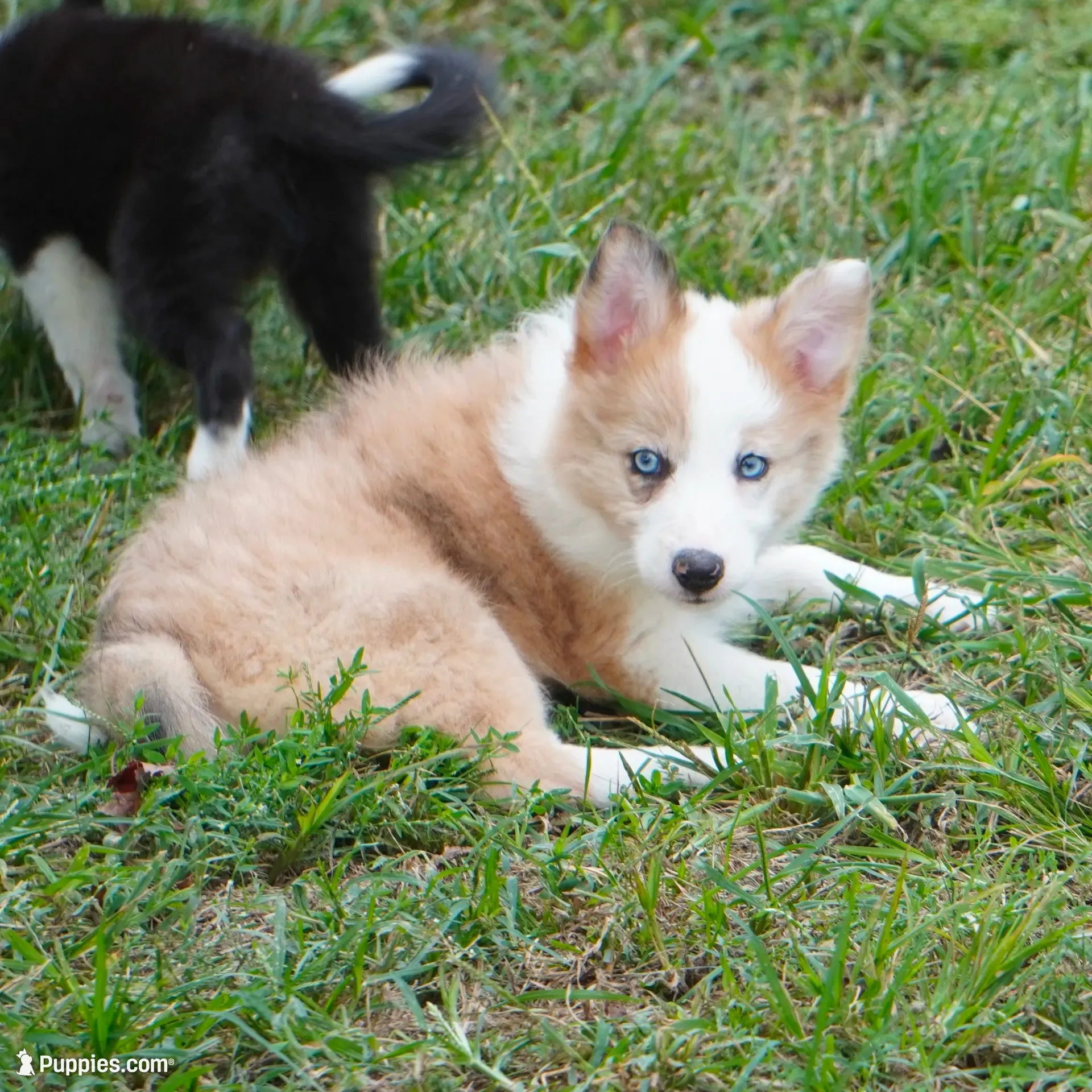 Icarus, a male Border Collie for sale in Douglass, KS – 1 of 4