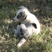 Ozzie, a male Border Collie for sale in Douglass, KS – 3 of 4
