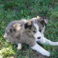 Nomad, a male Border Collie for sale in Douglass, KS – 3 of 5