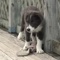 Cascade, a male Border Collie for sale in Douglass, KS – 5 of 7
