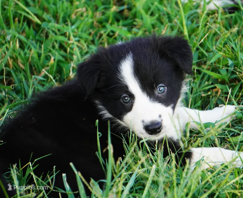 Oreo – Border Collie puppy for sale in Douglass, KS