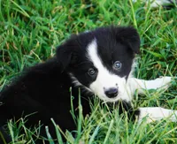 Oreo, a male Border Collie for sale in Douglass, KS – 1 of 2