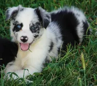 Outlaw, a male Border Collie for sale in Douglass, KS – 5 of 5