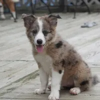Nomad, a male Border Collie for sale in Douglass, KS – 5 of 10