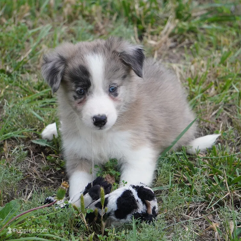 Titan – Border Collie puppy for sale in Douglass, KS