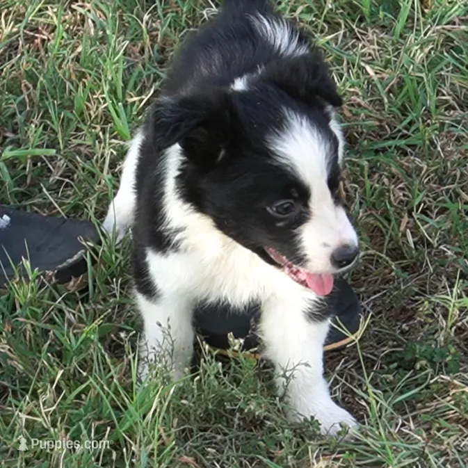 Orlando – Border Collie puppy for sale in Douglass, KS