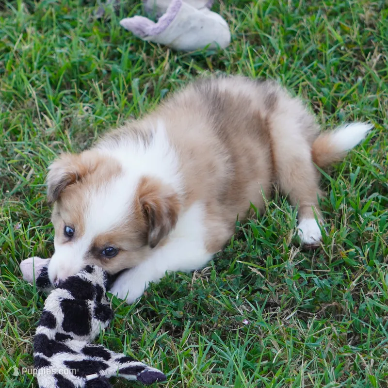 Isaac – Border Collie puppy for sale in Douglass, KS
