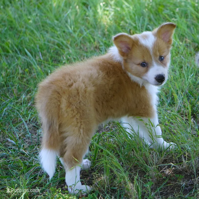 Nutmeg – Border Collie puppy for sale in Douglass, KS