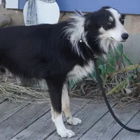 Shaq, a male Border Collie for sale in Douglass, KS – Photo 3 of 4