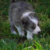 Nomad, a male Border Collie for sale in Douglass, KS – 2 of 4