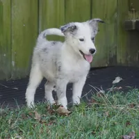 Orca, a male Border Collie for sale in Douglass, KS – 7 of 8