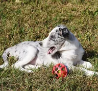 Orca, a male Border Collie for sale in Douglass, KS – 2 of 8