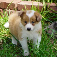 Nutmeg, a male Border Collie for sale in Douglass, KS – 6 of 10