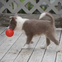 Torque, a male Border Collie for sale in Douglass, KS – 6 of 10