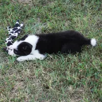 India, a female Border Collie for sale in Douglass, KS – 3 of 3