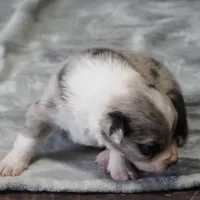 Cannon, a male Border Collie for sale in Douglass, KS – Photo 3 of 3