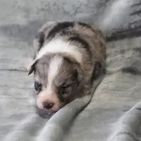 Cannon, a male Border Collie for sale in Douglass, KS – Photo 2 of 3