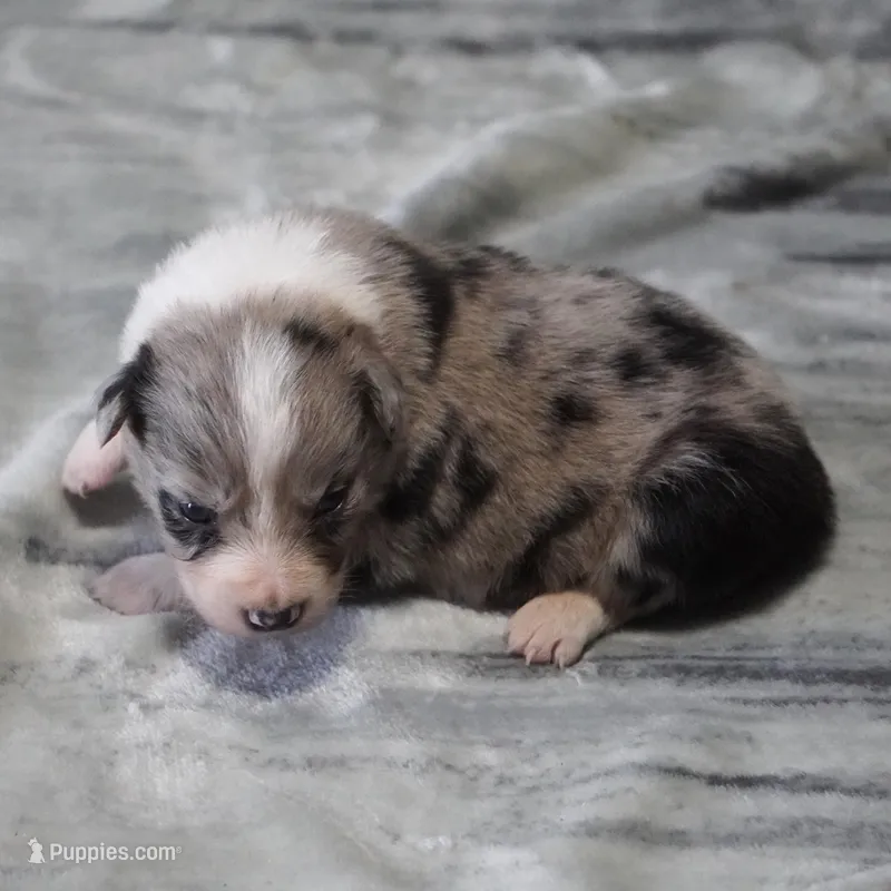 Cannon – Border Collie puppy for sale in Douglass, KS