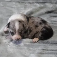 Cannon, a male Border Collie for sale in Douglass, KS – Photo 1 of 3