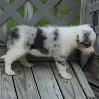 Osaka, a female Border Collie for sale in Douglass, KS – 6 of 6