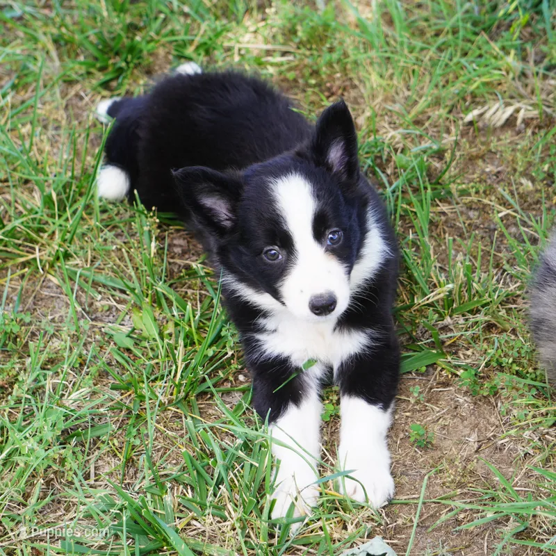 Namoura – Border Collie puppy for sale in Douglass, KS