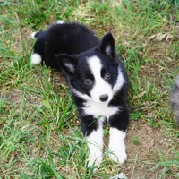 Namoura, a female Border Collie for sale in Douglass, KS – 1 of 7