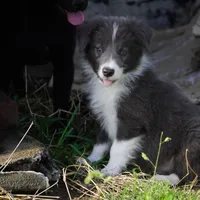 Cascade, a male Border Collie for sale in Douglass, KS – 2 of 7
