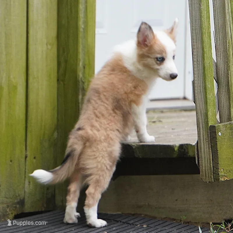 Icarus – Border Collie puppy for sale in Douglass, KS