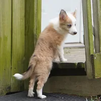 Icarus, a male Border Collie for sale in Douglass, KS – 1 of 6