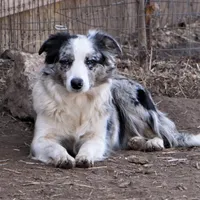 Outlaw, a male Border Collie for sale in Douglass, KS – 7 of 7