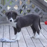 Cascade, a male Border Collie for sale in Douglass, KS – 6 of 8