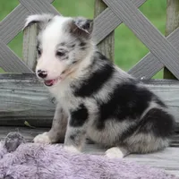 Ocean, a female Border Collie for sale in Douglass, KS – 3 of 3