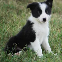 Isla, a female Border Collie for sale in Douglass, KS – 4 of 6