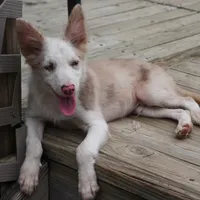 Trevor, a male Border Collie for sale in Douglass, KS – 4 of 9