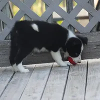Tilly, a female Border Collie for sale in Douglass, KS – 6 of 7