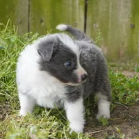 Colt, a male Border Collie for sale in Douglass, KS – Photo 2 of 6