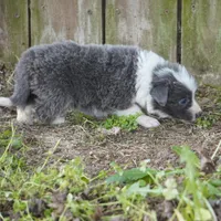 Colt, a male Border Collie for sale in Douglass, KS – Photo 6 of 6