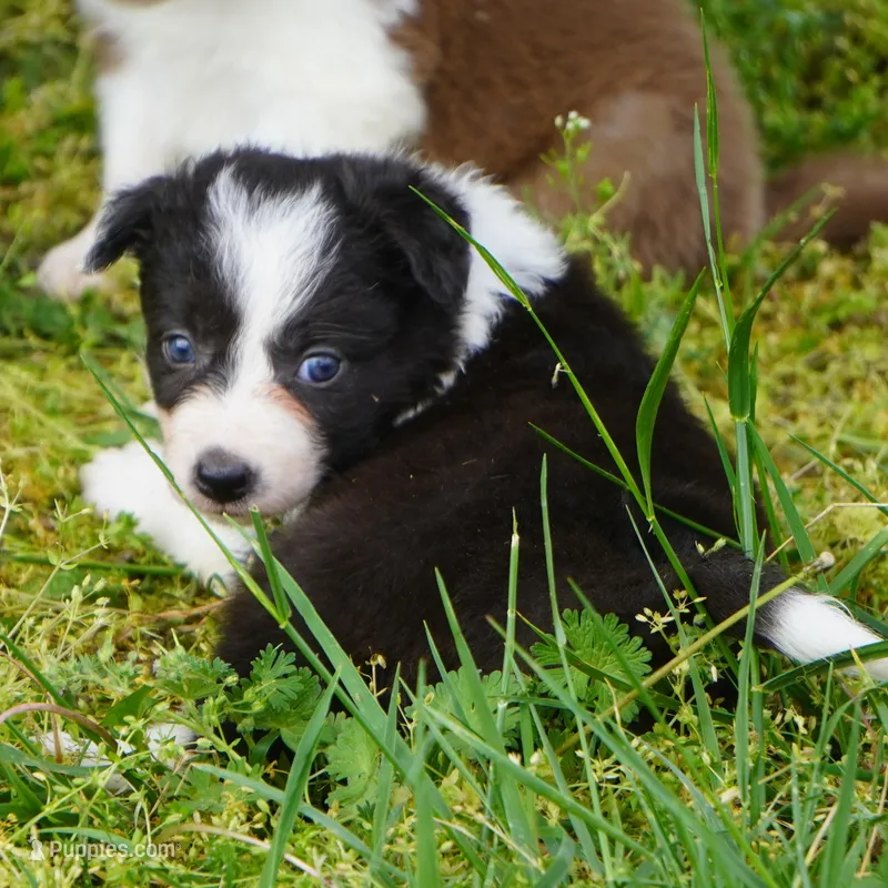 Thistle – Border Collie puppy for sale in Douglass, KS