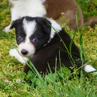 Thistle, a female Border Collie for sale in Douglass, KS – Photo 1 of 5