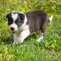 Thistle, a female Border Collie for sale in Douglass, KS – Photo 3 of 5