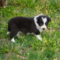 Thistle, a female Border Collie for sale in Douglass, KS – Photo 5 of 5