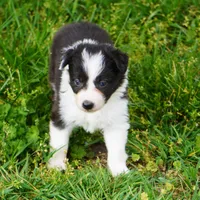 Thistle, a female Border Collie for sale in Douglass, KS – Photo 2 of 5