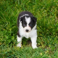 Thistle, a female Border Collie for sale in Douglass, KS – Photo 4 of 5
