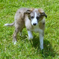 Nomad, a male Border Collie for sale in Douglass, KS – 3 of 4