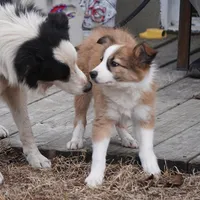 Winter, a female Border Collie for sale in Douglass, KS – Photo 7 of 9