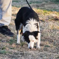 Winter, a female Border Collie for sale in Douglass, KS – Photo 6 of 9