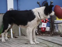 Winter, a female Border Collie for sale in Douglass, KS – Photo 9 of 9